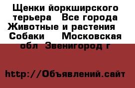 Щенки йоркширского терьера - Все города Животные и растения » Собаки   . Московская обл.,Звенигород г.